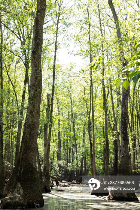 Trees in a Swamp in Pitt County, NC