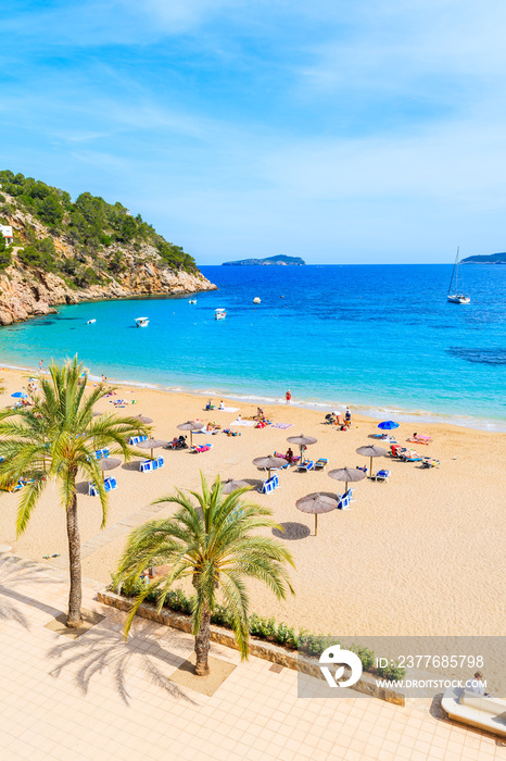 Palm tree and sun loungers on sandy Cala San Vicente beach, Ibiza island, Spain