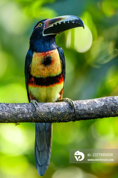 Toucan Collared Aracari, Pteroglossus torquatus, bird with big bill. Toucan sitting on the moss branch in the forest, Boca Tapada, Costa Rica. Nature travel in central America