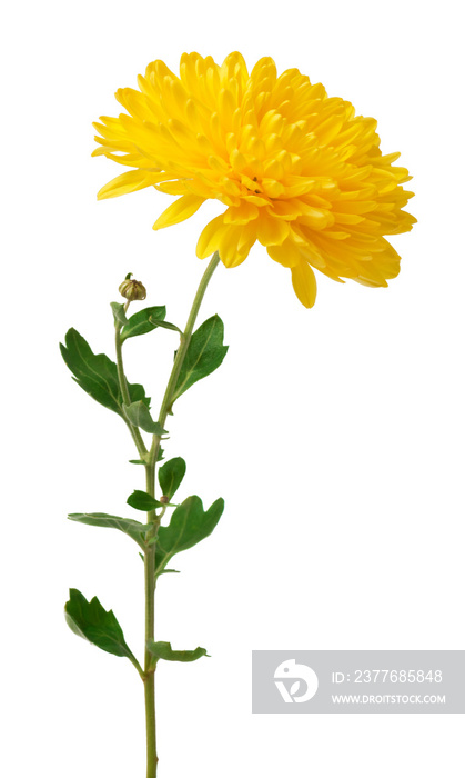 Yellow  chrysanthemum flowers isolated on white