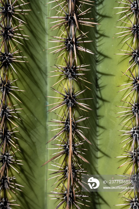 Close Up of Thorns on Saguaroi Cactus