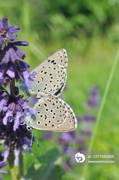 The large blue (Phengaris arion) butterfly. Butterfly mating on wildflowers