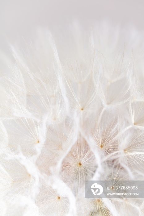 Abstract dandelion macro flower background. Seed macro closeup. Soft focus