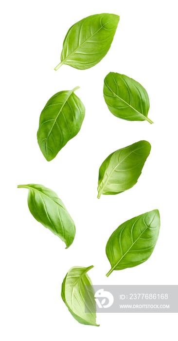 Flying basil leaves isolated on white background