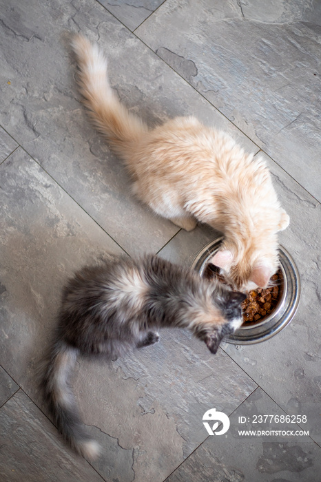 two Maine Coon kittens eat food from a cat bowl, top view.