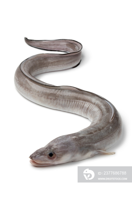 Fresh raw european conger eel