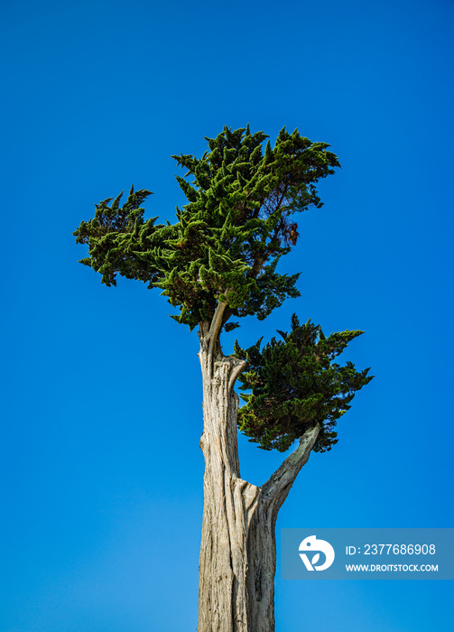 Hesperocyparis macrocarpa, a coniferous tree commonly known as the Monterey cypress with blue sky