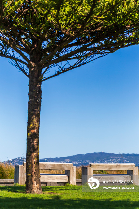 Park benches and tree on Petone waterfront in Wellington, New Zealand