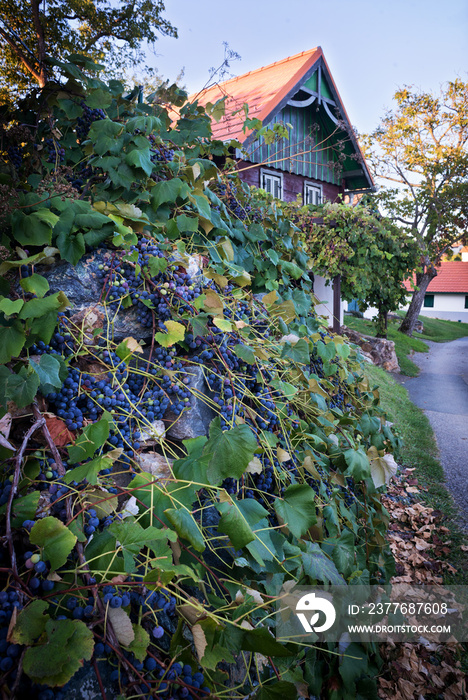 Kellerstöckl at Vineyards of Csaterberg in Burgenland