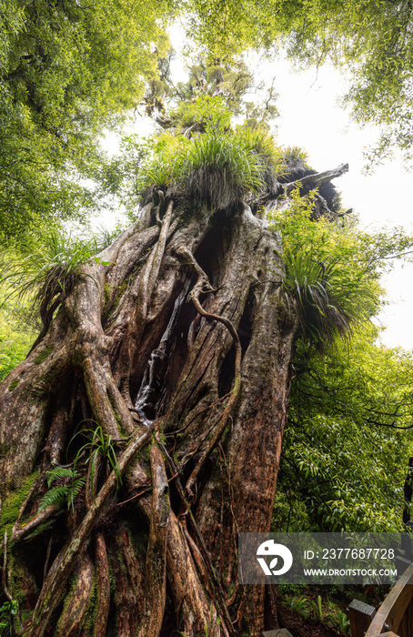 Hiking the Ngamoko track in Waikaremoana, New Zealand