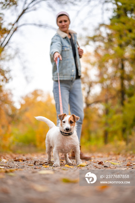 Jack Russell is pulling the leash. Woman walk with dog in autumn park