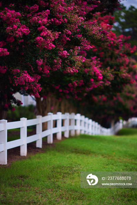 Abundant bloom of lagerstroemia trees behind the white fence on summer day. blooming Crape Myrtle shrubs