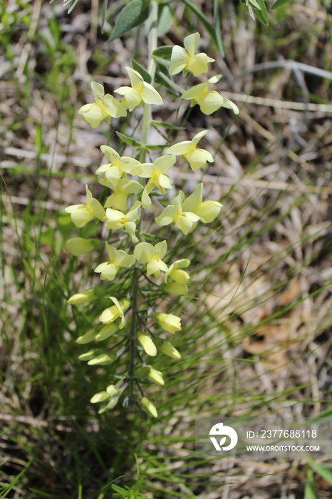 Cream wild indigo at Morton Grove, Illinois’ Miami Woods