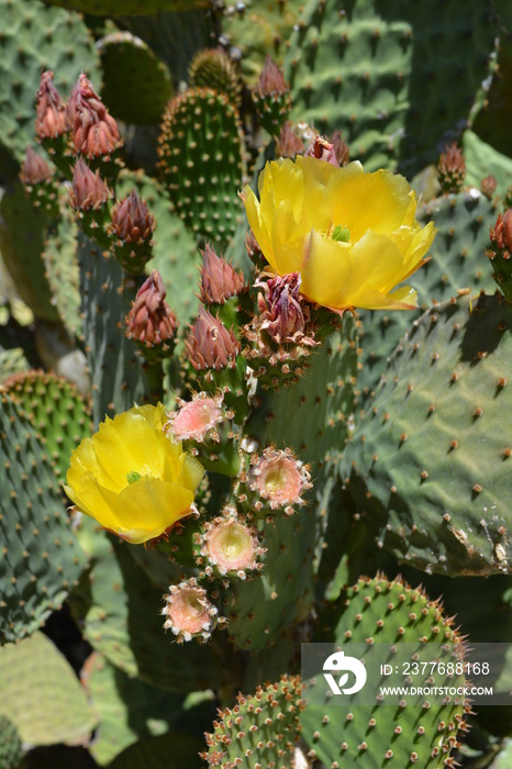 Blooming prickly pear flower opuntia arizona desert