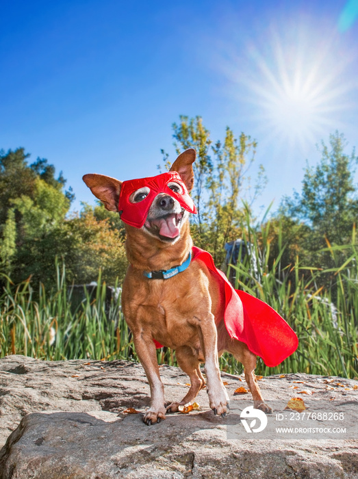 cute chihuahua mix licking his nose wearing a super hero costume on a hot bright sunny summer day