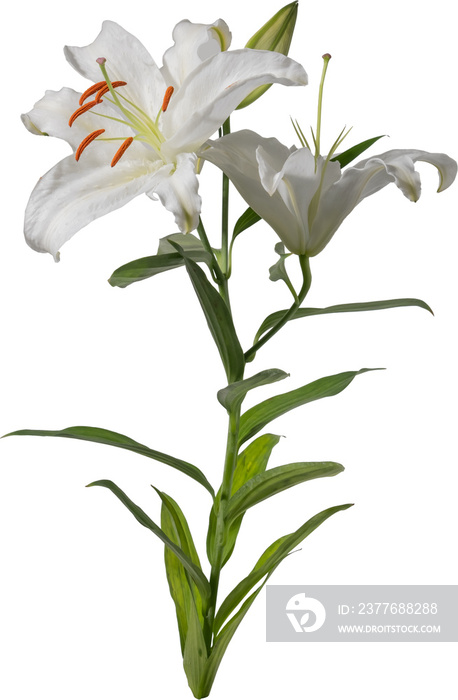 Lily flower cutout on transparent background.