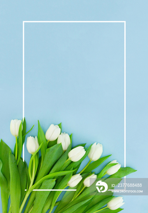 White tulips on blue background with frame, flower postcard for Women’s Day, Mother’s Day or sale concept. Floral spring background with copy space. Flat lay.