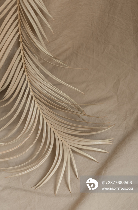 dry palm branch fabric background beige decor