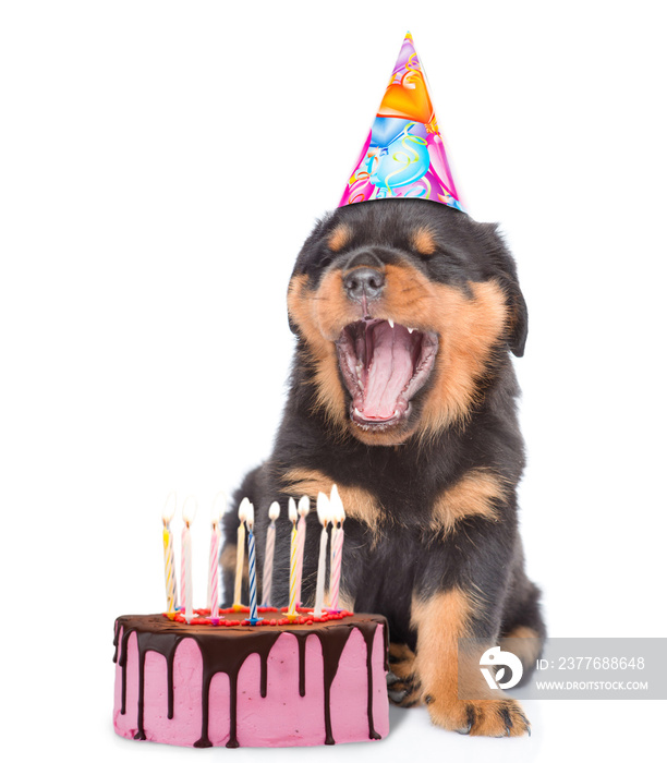 Puppy in birthday hat blows out the candles on the cake. isolated on white background