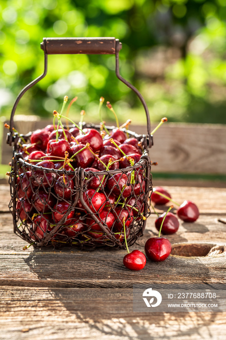 Sweet cherries in basket. Fresh fruit harvested in the summer.