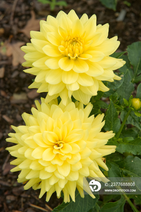 Yellow dahlia blossoms. Close-up of blossoms of 2 Dahlia plants, selective focus, no people.