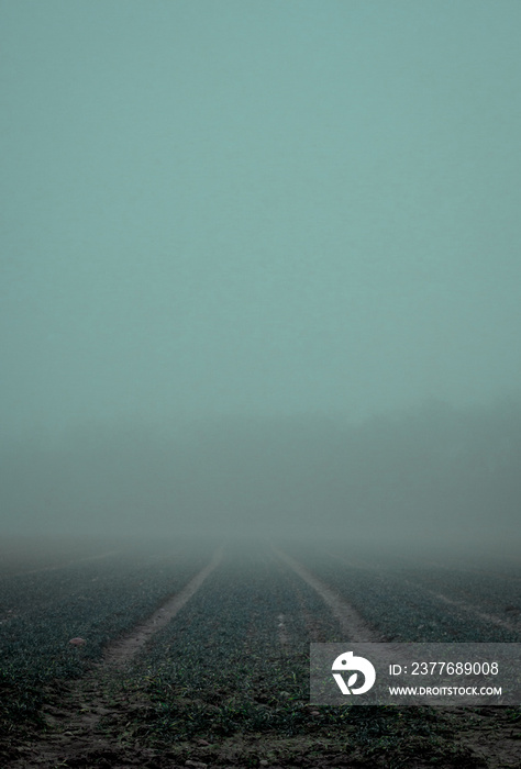 Field road in the fog. The period before dawn.