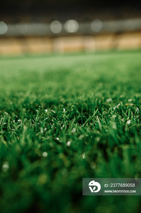 Grass on the football field of the Olympic Stadium in Kyiv, Ukraine