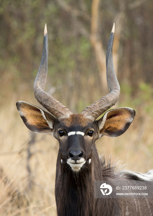 A close-up portrait of a Nyala (Tragelaphus angasii) antelope looking at the camera with his long horns, big ears and beautiful dark brown coat.