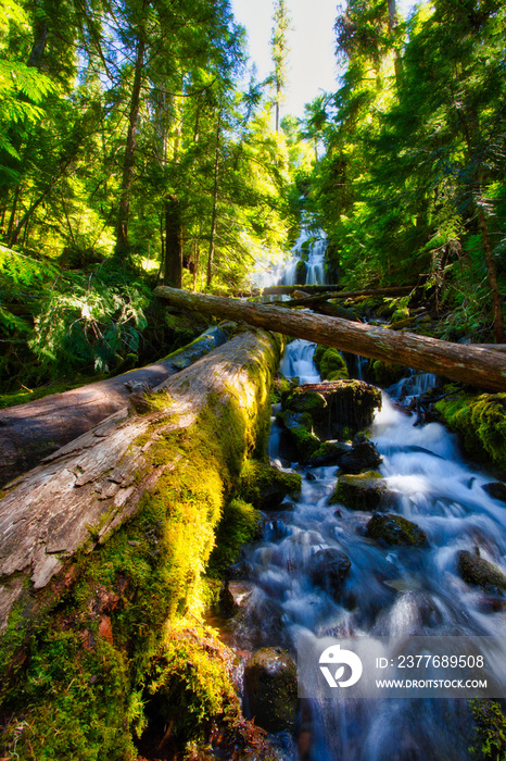 Upper Proxy Falls, Wilamette National Forest, Oregon