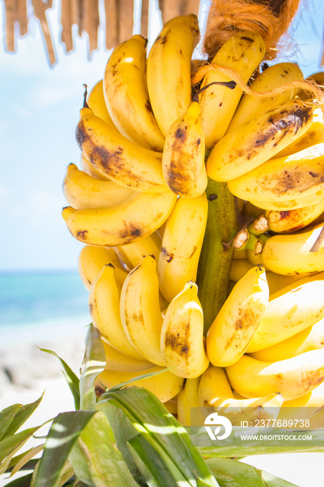 Bunch of ripe bananas. Sweet tropical fruits. Stack of baby bananas. Vegetarian food. Delicious fruits. Tasty exotic grocery. Tropical street food. Heap of small yellow bananas. Healthy snack.