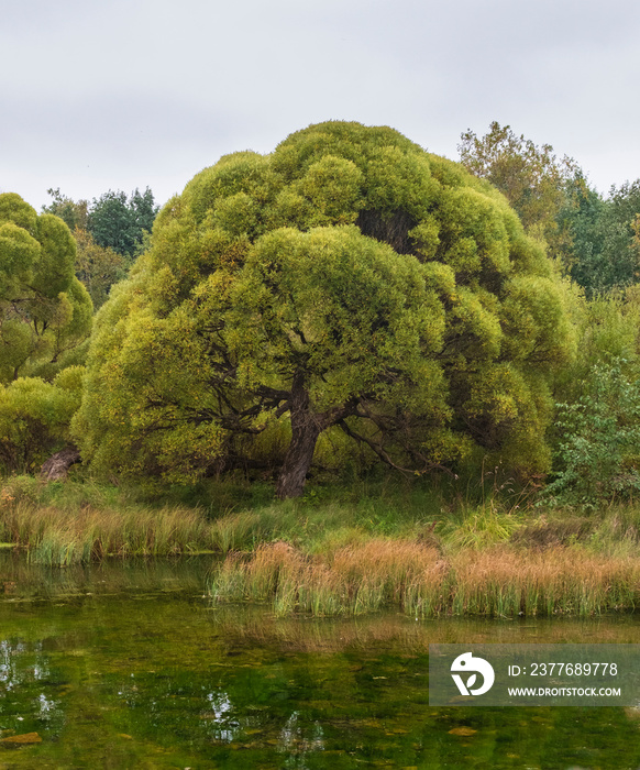 Beautiful curly willow tree in the autumn park over the pond. Manor Rerich in Izvara