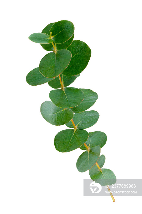 Set of green eucalyptus leaves  isolated on white background with clipping path. Full Depth of field. Focus stacking. PNG