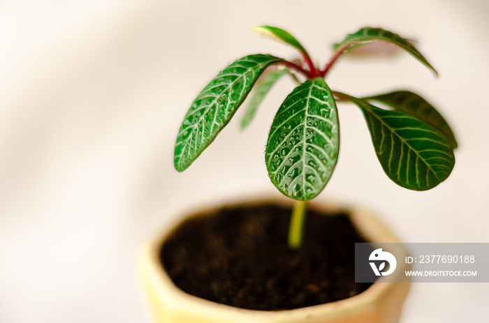 Euphorbia leuconeura. Young potted plant.