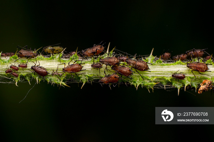 A herd of plant louse (aphid) on a green leaf