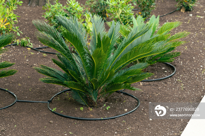 Drip irrigation system in an ornamental garden