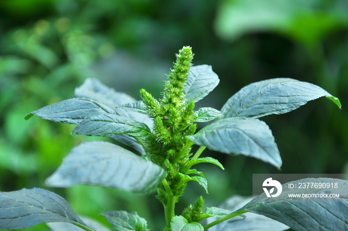 In nature, weeds grow Amaranthus retroflexus