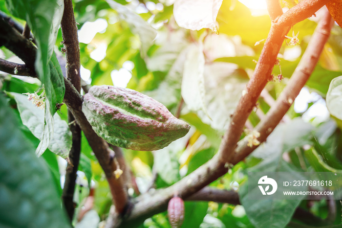 Cocoa tree ( Theobroma cacao ) , Fruits on growing trees can be made into desserts.