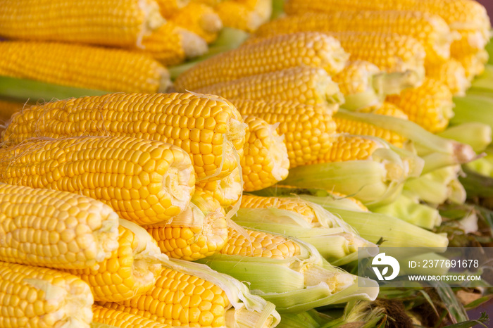 Fresh corn on the cob pile on street market stall in Istanbul city. Healthy snack concept