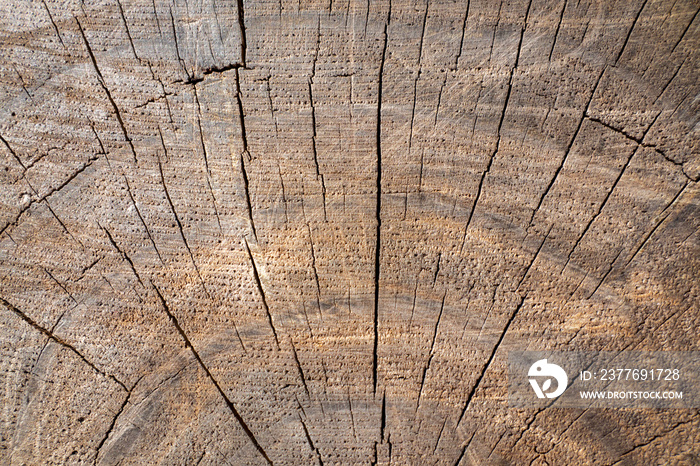 Textura de um tronco de madeira de pinho com algumas rachaduras sobre a superficie