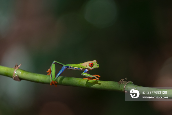 Red-eyed Tree Frog, Agalychnis callidryas, sitting on the green leave in tropical forest in Costa Rica.