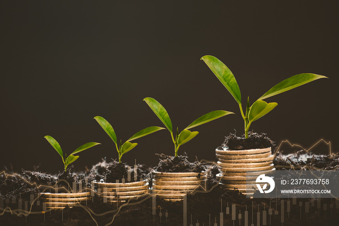 Growing Money Plant On Energy saving light bulb and tree growing on stacks of coins on black background, Coins business Finance And Investment Concept.