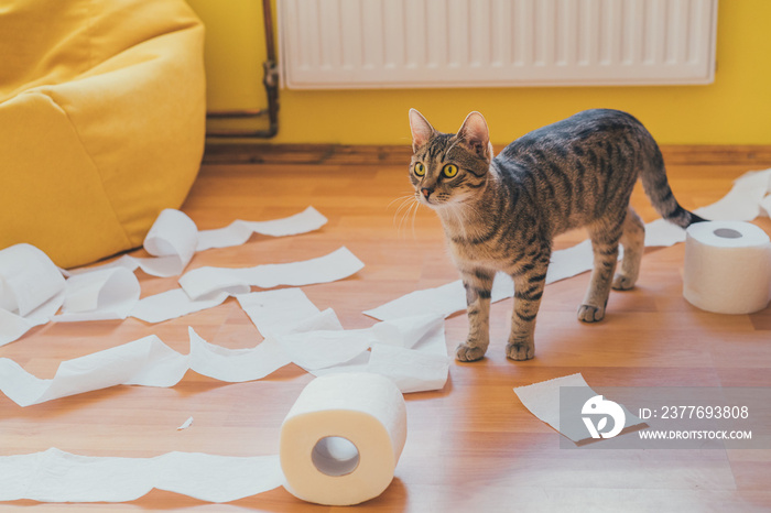 Cute cat playing with a roll of toilet paper, on a wooden background. Concept of adopt pets