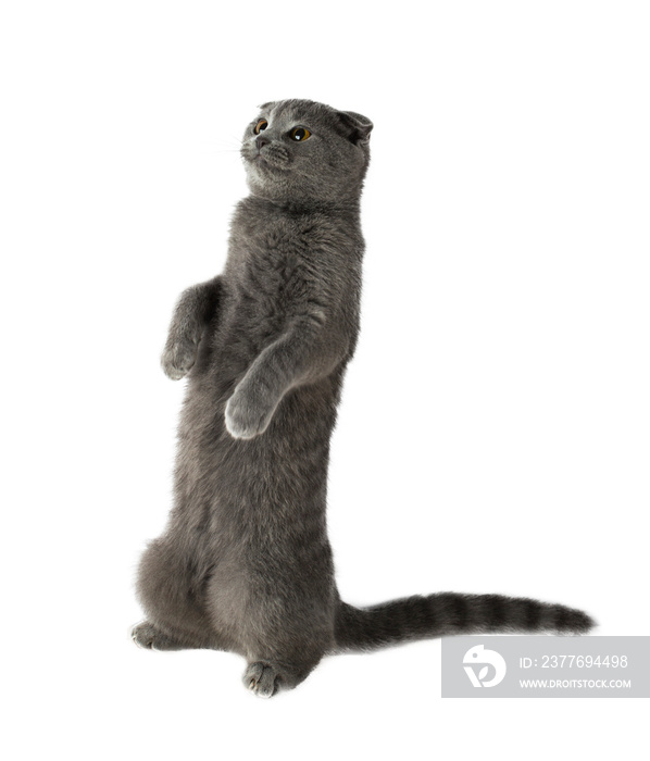 gray scottish fold cat stands on its hind legs without background