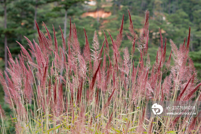 Ornamental pink grass