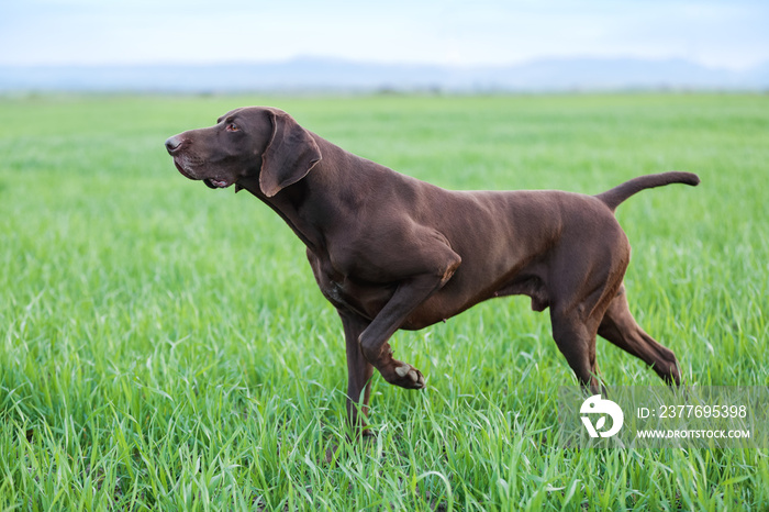 A young muscular brown hunting dog is standing in a point in the field among the green grass. A spring warm day. German Shorthaired Pointer.