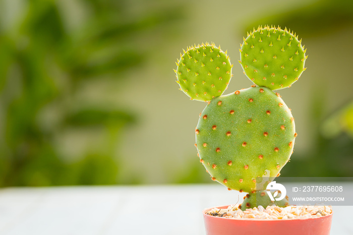 Opuntia microdasys cactus in diy concrete pot