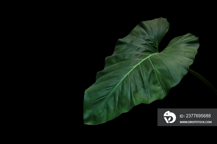 Heart shaped dark green leaf of philodendron tropical foliage plant, indoor houseplant isolated on black background.