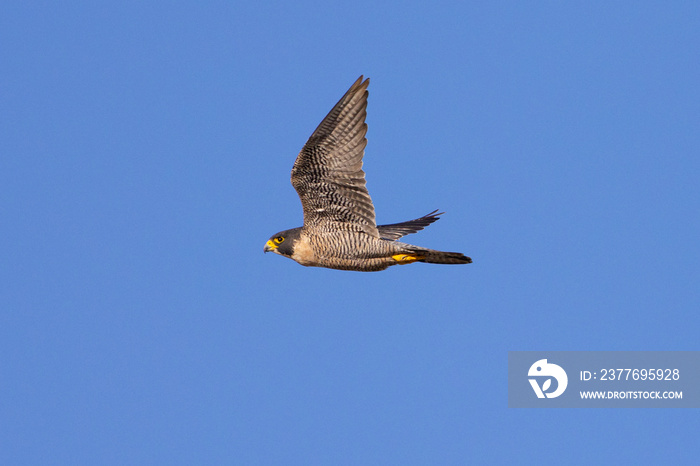 Close view of a  Peregrine Falcon flying, seen in the wild in North California