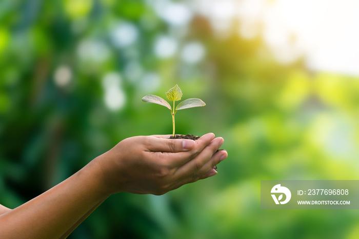 Growing tree in a human hand and on green sunny background blur eco concept earth day card protect the environment keep the world clean