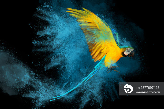 Colorful powder explosion with Macaw parrot flying isolated on black background.